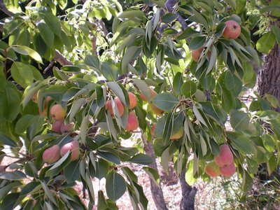 Pere.JPG (280.36 KiB) Osservato 877 volte Pere.JPG