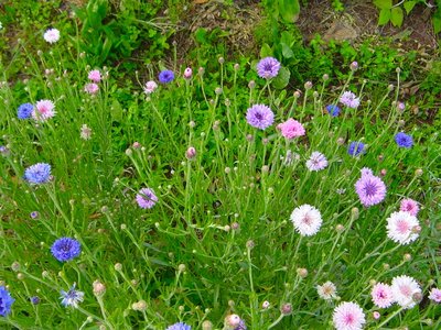 fiordalisi.JPG (292.39 KiB) Osservato 888 volte fiordalisi.JPG