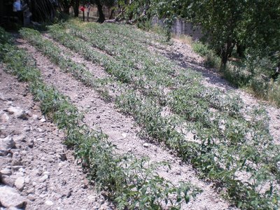 Pomodori.JPG (359.23 KiB) Osservato 821 volte Pomodori.JPG