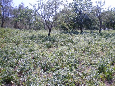 Patate (2).JPG (383.86 KiB) Osservato 821 volte Patate (2).JPG