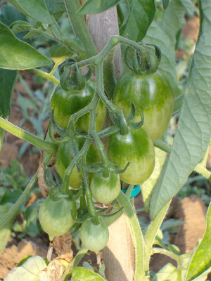 questi sono i piennolo del vesuvio / piennolo.jpg piennolo.jpg