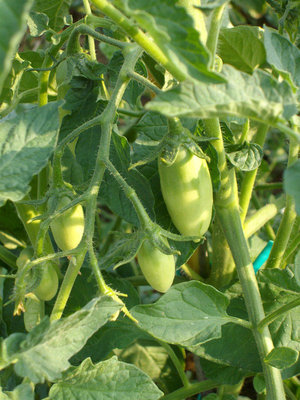 questi i pomodori pelati / pelati.jpg pelati.jpg