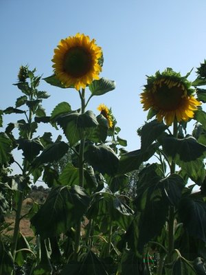 La meraviglia delle meraviglie / Gira, sole!.JPG Gira, sole!.JPG