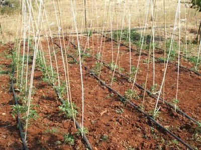 il raccolto di venerdi, alcuni fioroni, qualche mandorla (le coglieremo poi quando saranno secche) i primi pomodori, tanti fagiolini e la prima melanzana... / Piante cuori di bue.JPG Piante cuori di bue.JPG