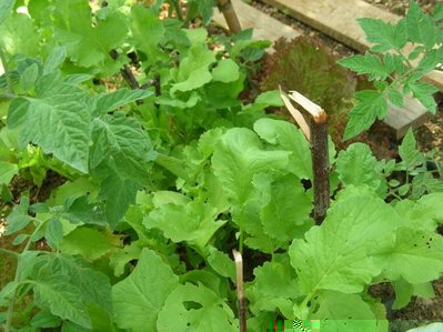 2.jpg (64.36 KiB) Osservato 970 volte 2.jpg