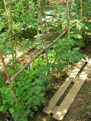 3.jpg (116.62 KiB) Osservato 970 volte 3.jpg