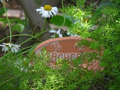 6.jpg (78.24 KiB) Osservato 892 volte 6.jpg