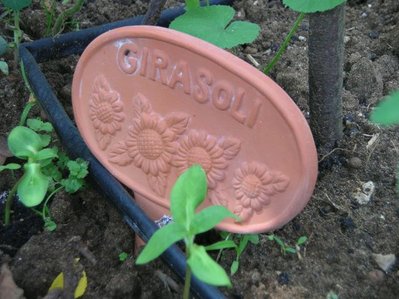 7.jpg (61.64 KiB) Osservato 892 volte 7.jpg