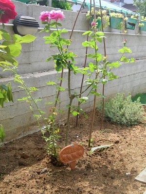 9.jpg (98.52 KiB) Osservato 892 volte 9.jpg