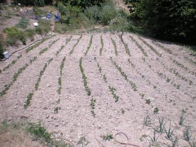 fagioli.JPG (299.14 KiB) Osservato 841 volte fagioli.JPG