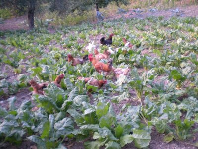 Bietole.JPG (243.1 KiB) Osservato 841 volte Bietole.JPG