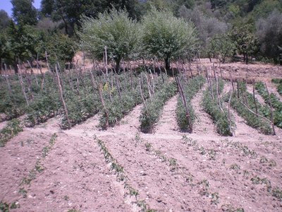 Pomodori (2).JPG (323.03 KiB) Osservato 841 volte Pomodori (2).JPG