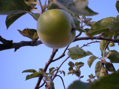 mela.JPG (166.07 KiB) Osservato 841 volte mela.JPG