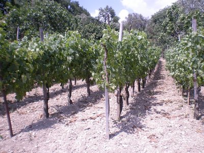 Vigna.JPG (317.6 KiB) Osservato 840 volte Vigna.JPG