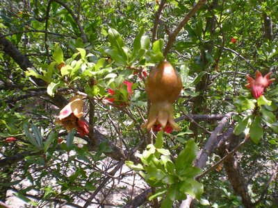 Melograno.JPG (334.86 KiB) Osservato 840 volte Melograno.JPG