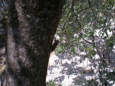 insetto.JPG (282.58 KiB) Osservato 840 volte insetto.JPG