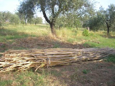 Le canne tagliate purtroppo dal mio terreno / P1011972.JPG P1011972.JPG