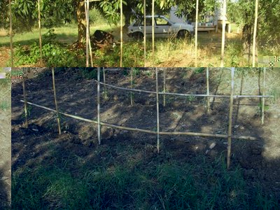 10 piantine di pomodoro ''aggiunte'' da poco e quindi ancora piccole, speriamo in un raccolto fino a ottobre!!! / P1011974.JPG P1011974.JPG