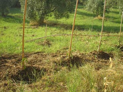 Peperoni quadrati gialli e rossi / P1011975.JPG P1011975.JPG