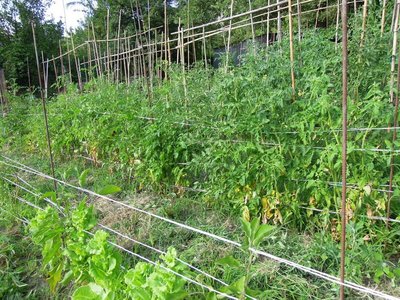 2 pomodori.JPG (229.11 KiB) Osservato 835 volte 2 pomodori.JPG