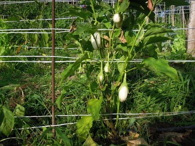 2melanzane bianche.JPG (184.51 KiB) Osservato 835 volte 2melanzane bianche.JPG