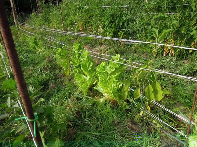 3lattuga in fiore.JPG (206.16 KiB) Osservato 835 volte 3lattuga in fiore.JPG