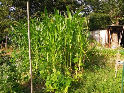 4mais.JPG (215.58 KiB) Osservato 835 volte 4mais.JPG