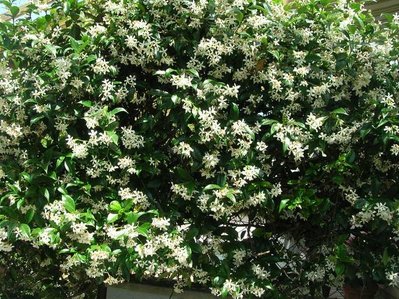 siepe r..jpg (126.13 KiB) Osservato 846 volte siepe r..jpg