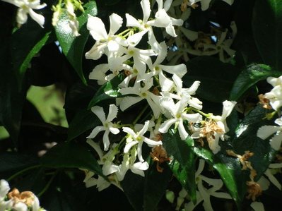 rincosperma.jpg (55.69 KiB) Osservato 846 volte rincosperma.jpg