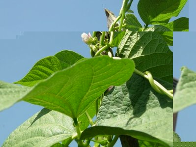 fiore di fagiolo.jpg (46.11 KiB) Osservato 846 volte fiore di fagiolo.jpg