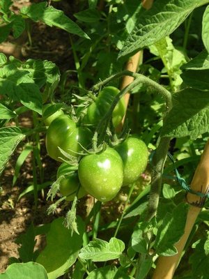 pomodori.jpg (71.04 KiB) Osservato 846 volte pomodori.jpg