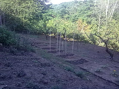 orto di casa.jpg (70.26 KiB) Osservato 1352 volte orto di casa.jpg