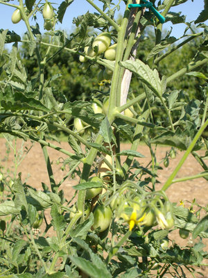 pomodori datterini / DATTERINI.jpg DATTERINI.jpg