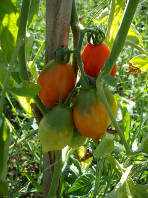 PIENNOLO1.jpg (218.69 KiB) Osservato 879 volte PIENNOLO1.jpg