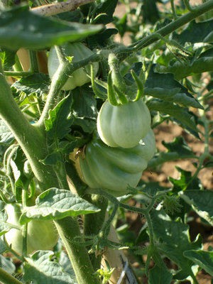 canestrino di lucca / CANESTRINO.jpg CANESTRINO.jpg