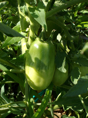 san marzano / SAN MARZANO.jpg SAN MARZANO.jpg