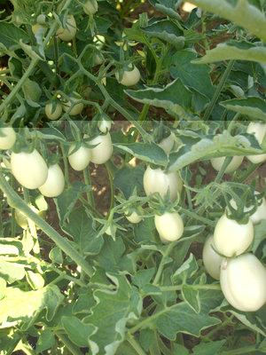 ottimi thailandesi / THAILANDIA.jpg THAILANDIA.jpg