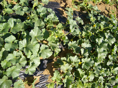 meloni / MELONI.jpg MELONI.jpg