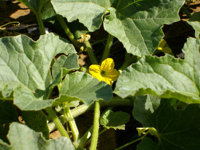 FIORE MELONI.jpg (186.89 KiB) Osservato 877 volte FIORE MELONI.jpg