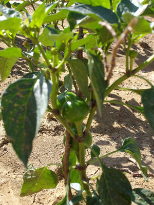 PEPERONCINI.jpg (234.64 KiB) Osservato 902 volte PEPERONCINI.jpg