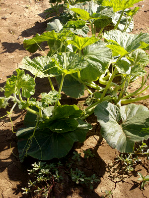 ZUCCA GIGANTE.jpg (292.7 KiB) Osservato 885 volte ZUCCA GIGANTE.jpg