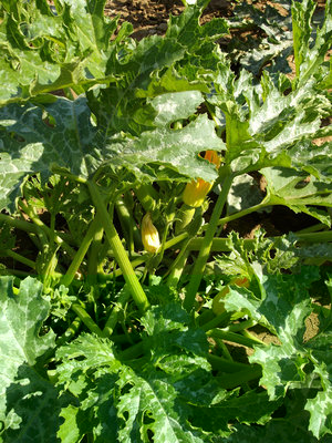ZUCCHINE.jpg (284.41 KiB) Osservato 884 volte ZUCCHINE.jpg