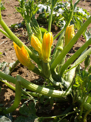 ottime zucchine / ZUCCHINE1.jpg ZUCCHINE1.jpg