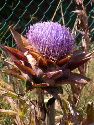 CARCIOFO IN FIORE.jpg (248.08 KiB) Osservato 884 volte CARCIOFO IN FIORE.jpg