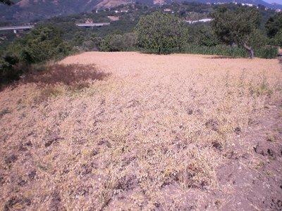 Ceci.JPG (303.78 KiB) Osservato 724 volte Ceci.JPG