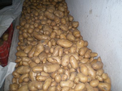 Patate.JPG (175.51 KiB) Osservato 724 volte Patate.JPG