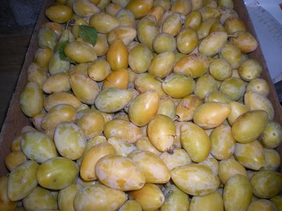 Prugne.JPG (184.72 KiB) Osservato 724 volte Prugne.JPG