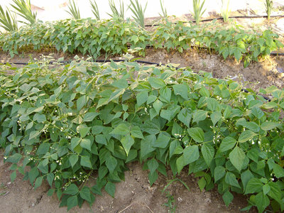 FAGIOLINI / FAGIOLINI.jpg FAGIOLINI.jpg