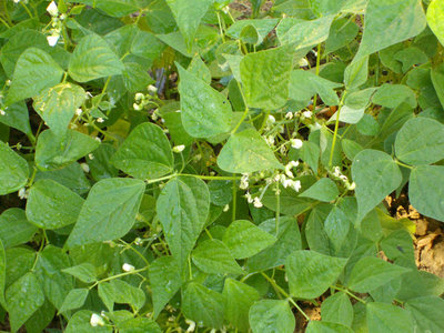 FAGIOLINI1.jpg (230.7 KiB) Osservato 814 volte FAGIOLINI1.jpg