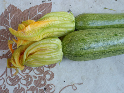 fiori femmina / ZUCCA CON FIORE.jpg ZUCCA CON FIORE.jpg